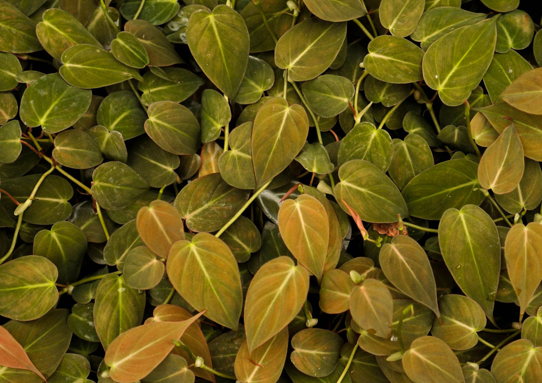 philodendron micans care