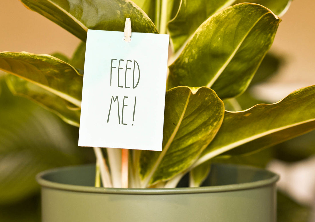 best plant food for housesplants