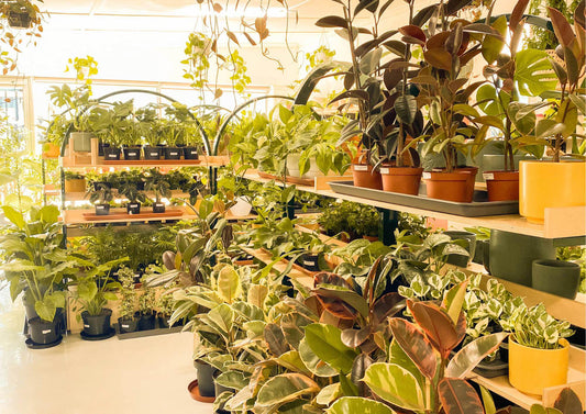 Woman bringing plants home