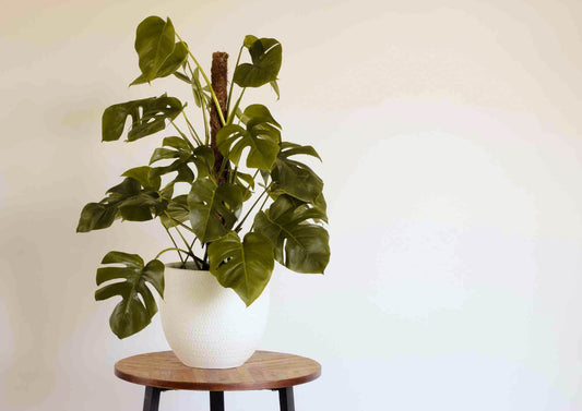 Monstera Deliciosa Plant Care & Styling