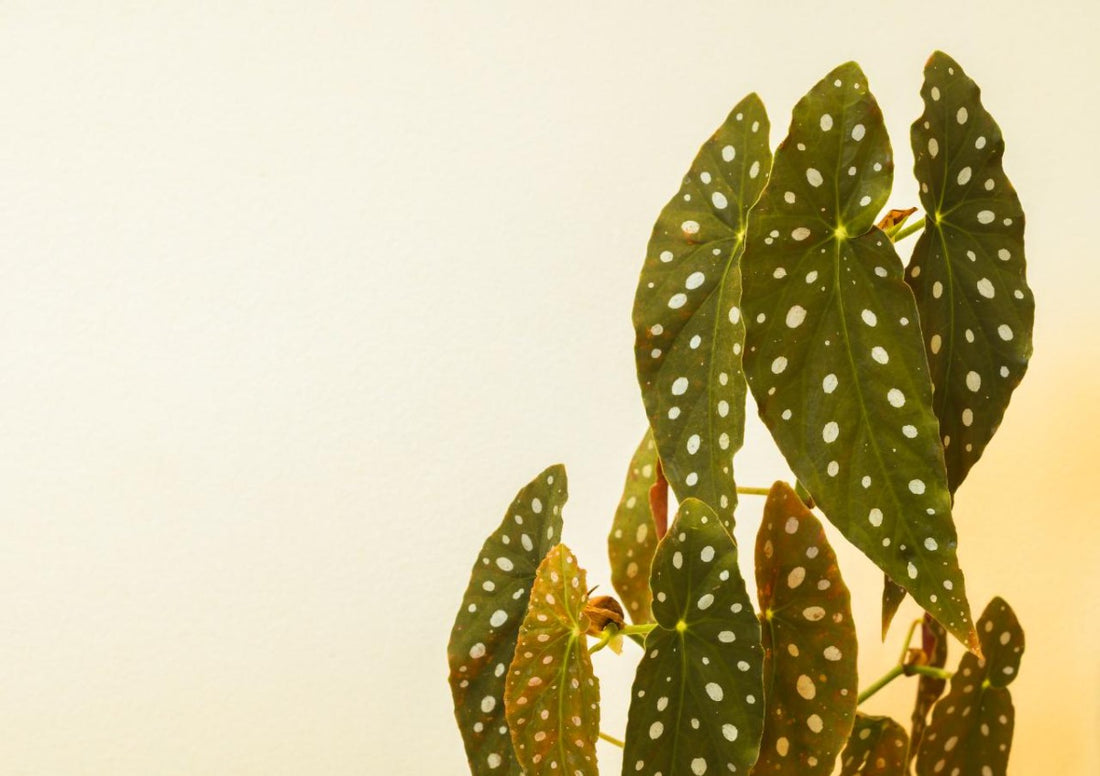 Begonia Maculata: Spot On Care for Your Polka Dot Plant