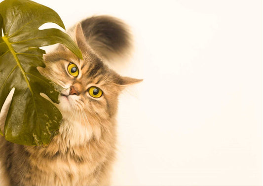 Cat chewing on a Monstera deliciosa leaf