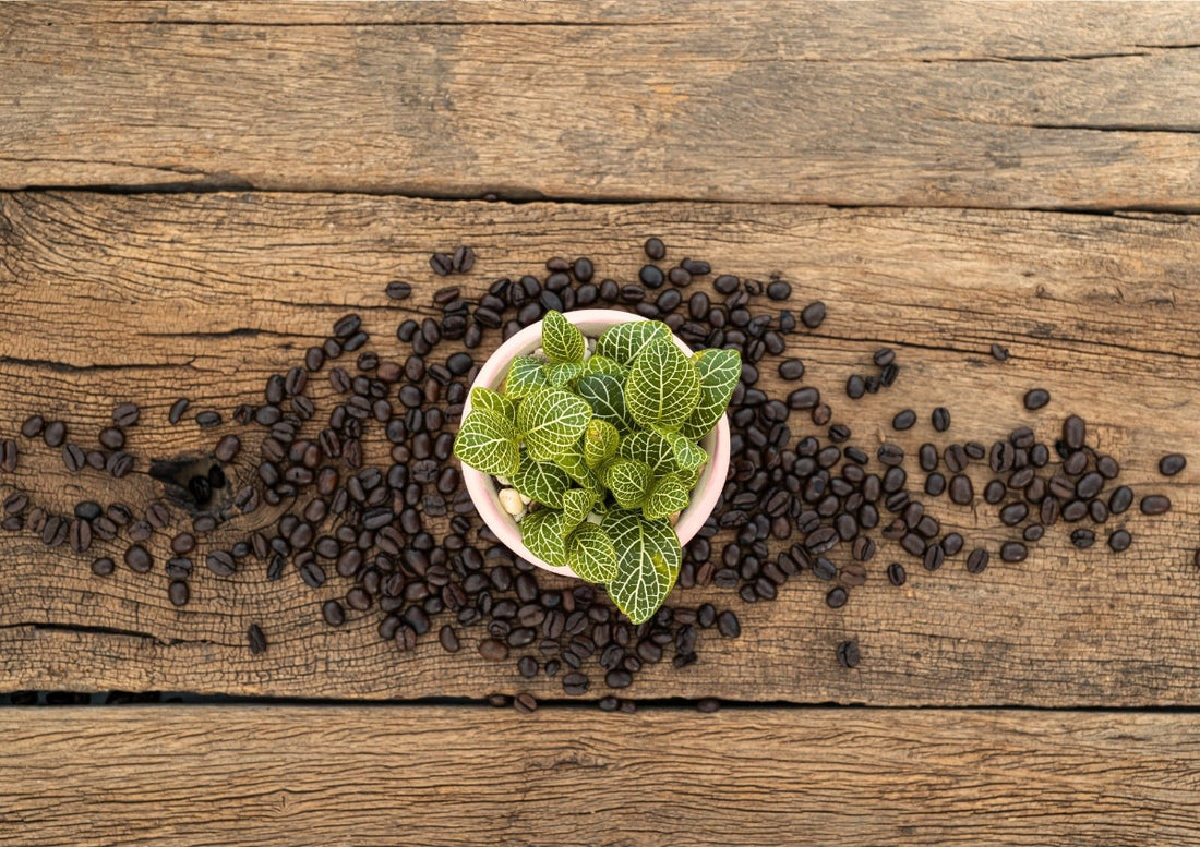Do Coffee Grounds Really Work as Fertilizer for Houseplants? Discover the Truth!