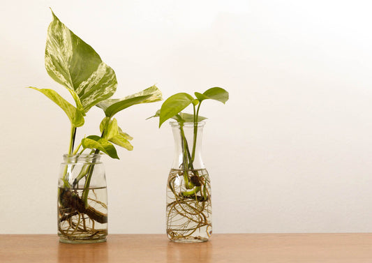 Plants that can grow in water