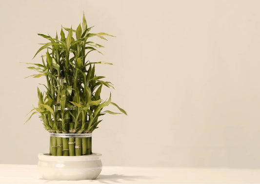 From Fortune to Fashion: How to Care for and Style Lucky Bamboo Indoors