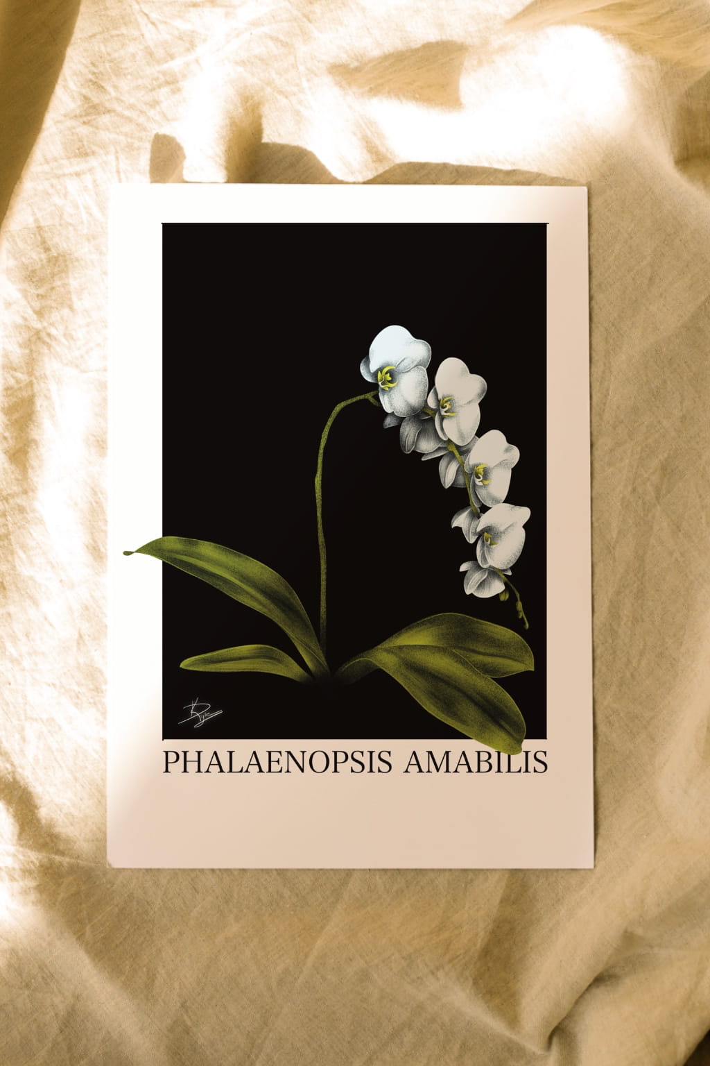 Phalaenopsis Amabilis