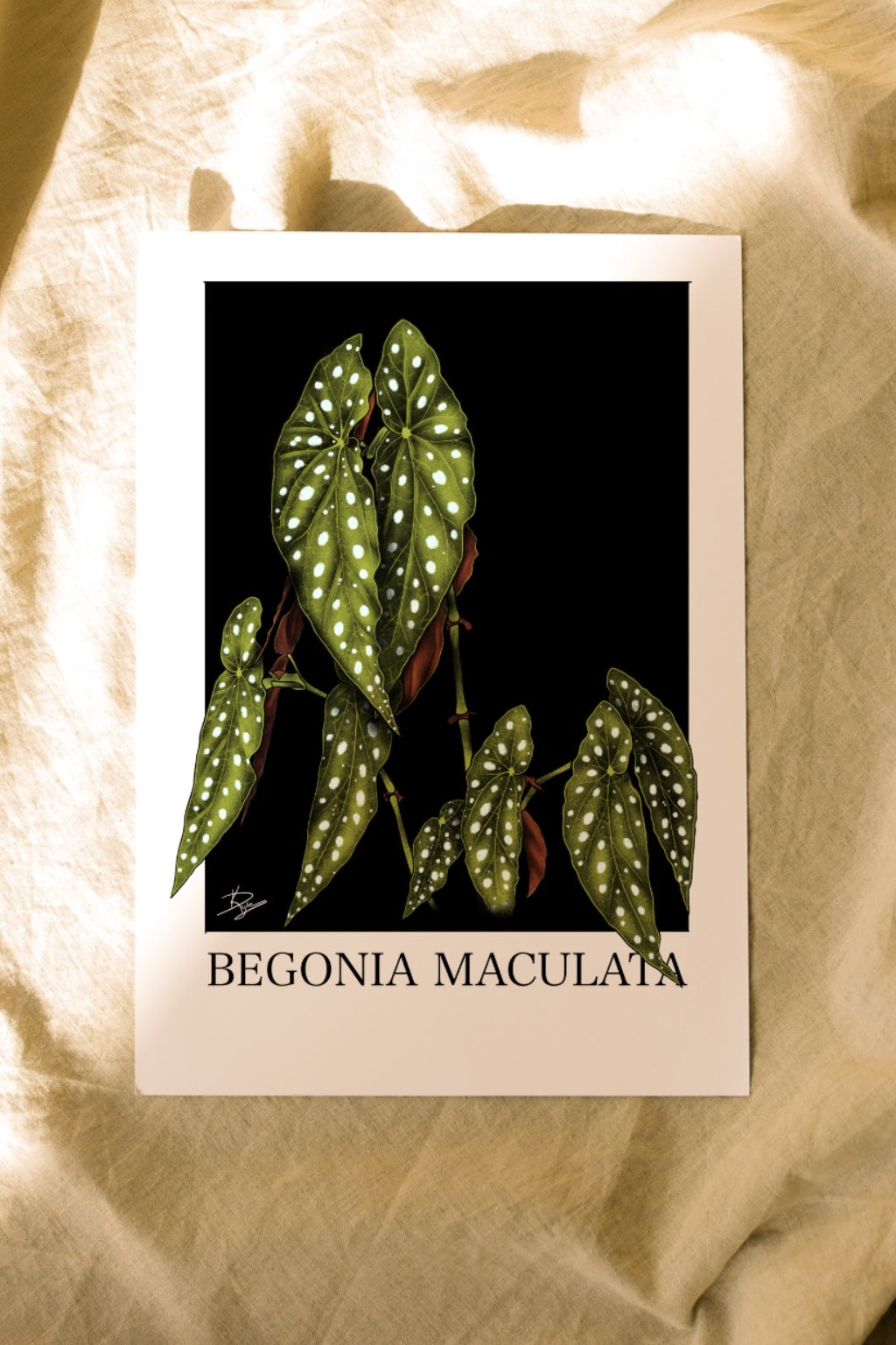Begonia maculata