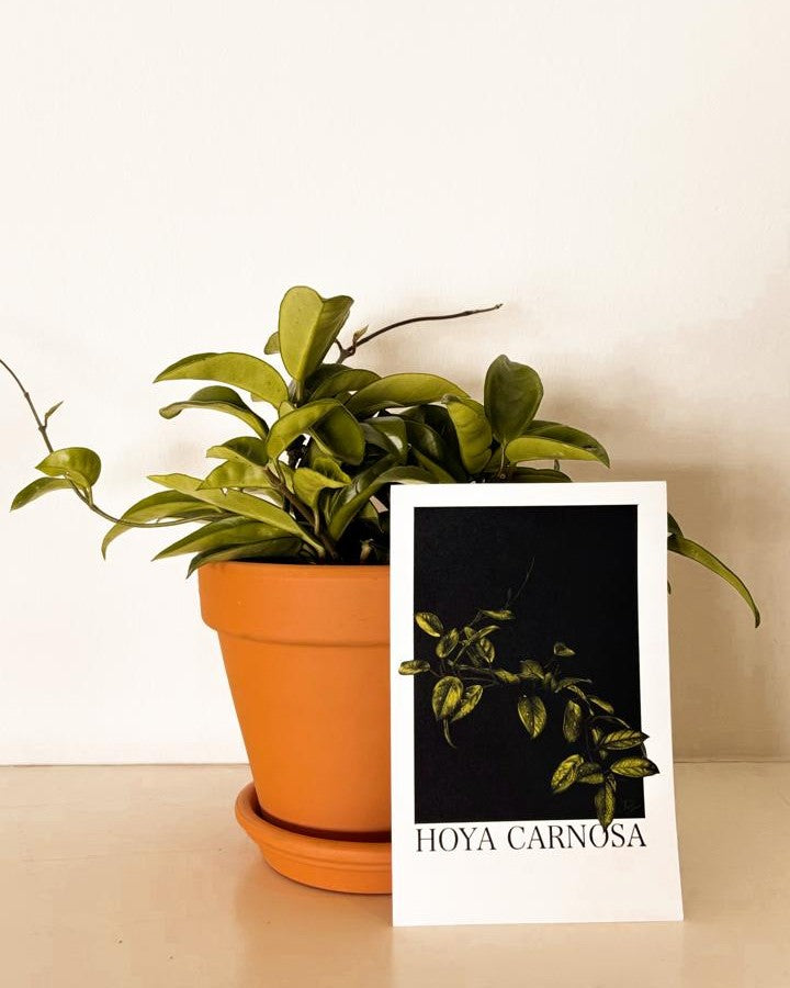 Hoya Carnosa Plant Bundle