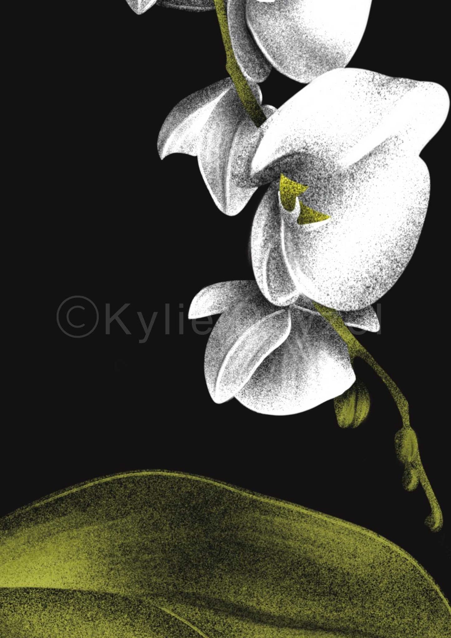 Phalaenopsis Amabilis Plant Print