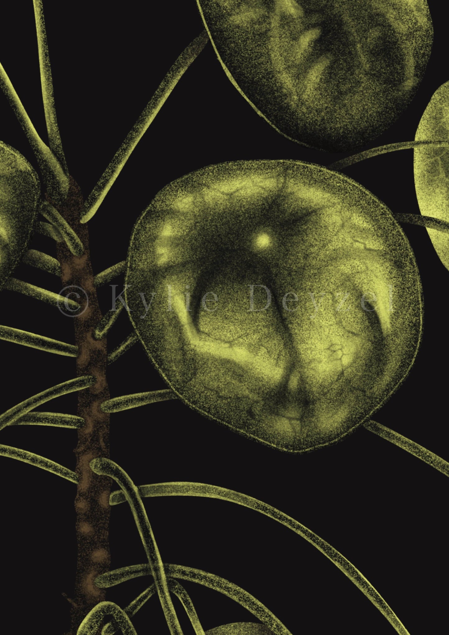 Pilea Peperomioides