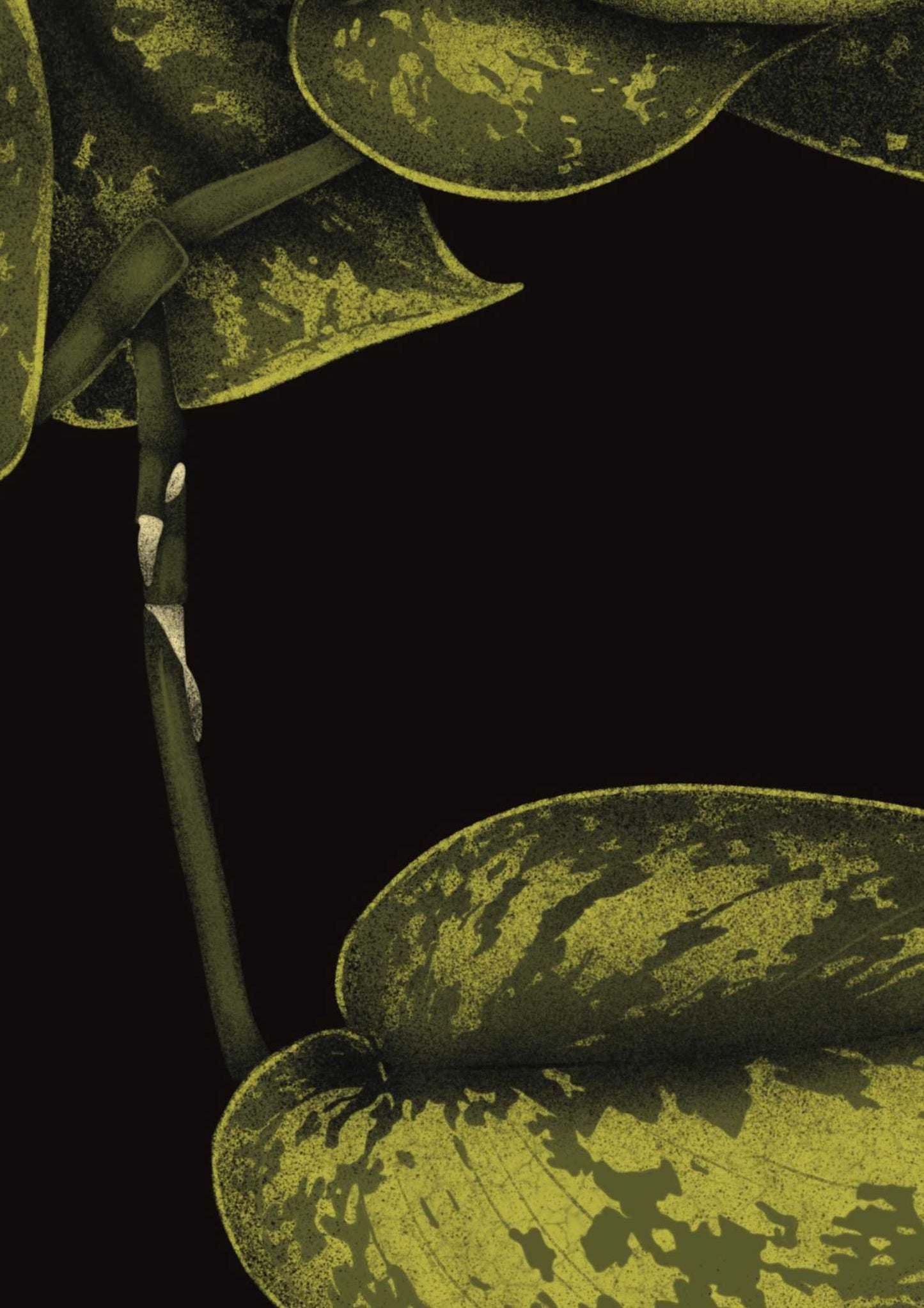 Scindapsus Pictus 'Exotica' Plant Print A4