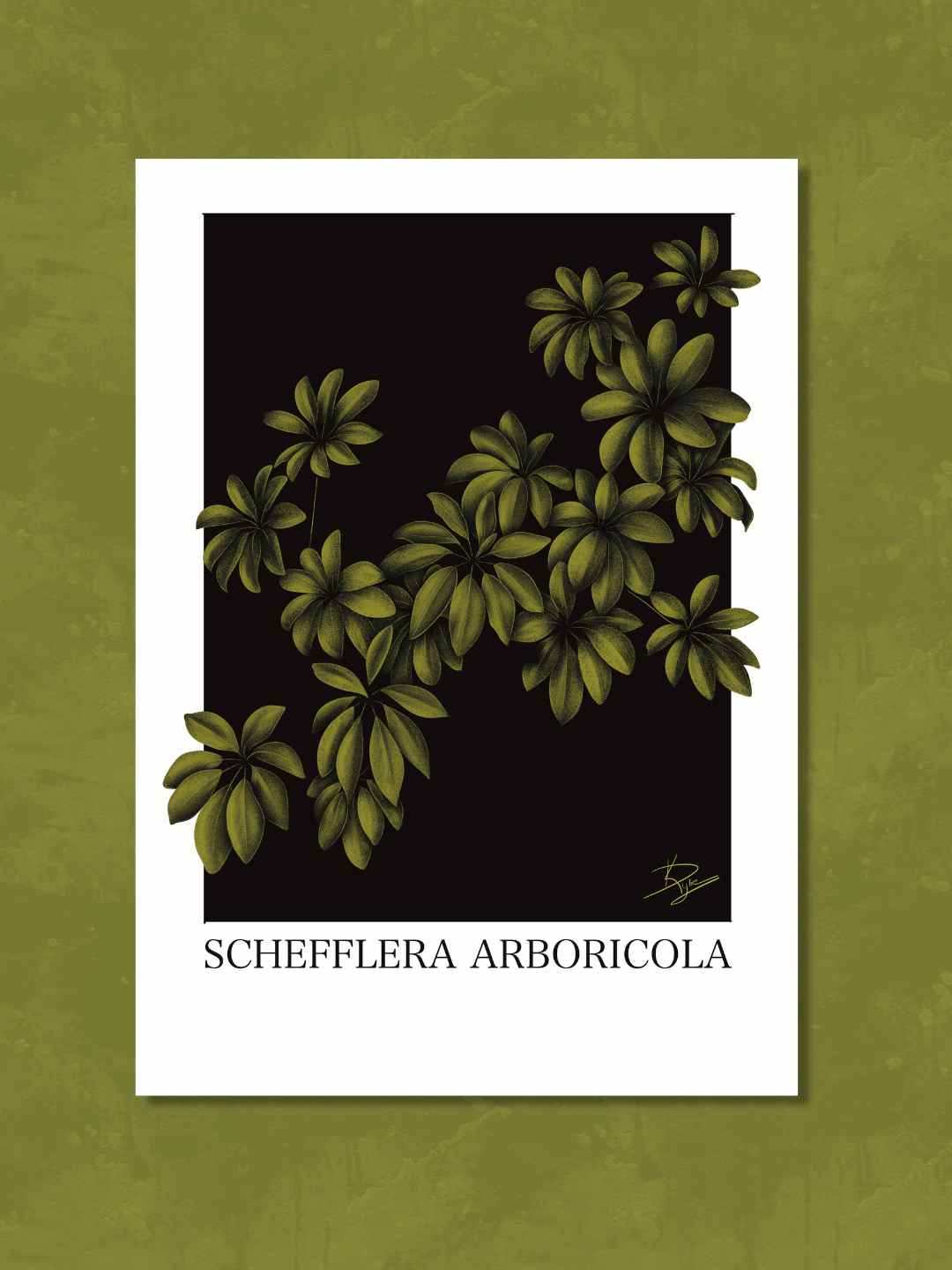 Schefflera 'Arboricola' Plant Bundle