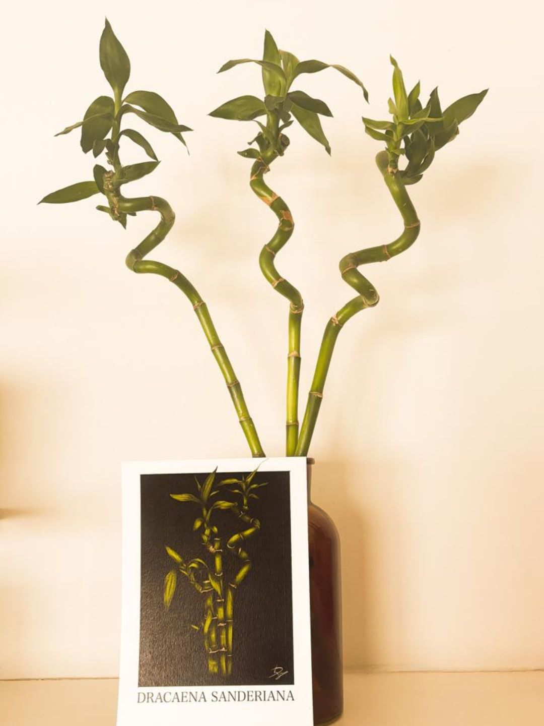 dracaena sanderiana for sale Dracaena Sanderiana Plant Bundle – binnekant
