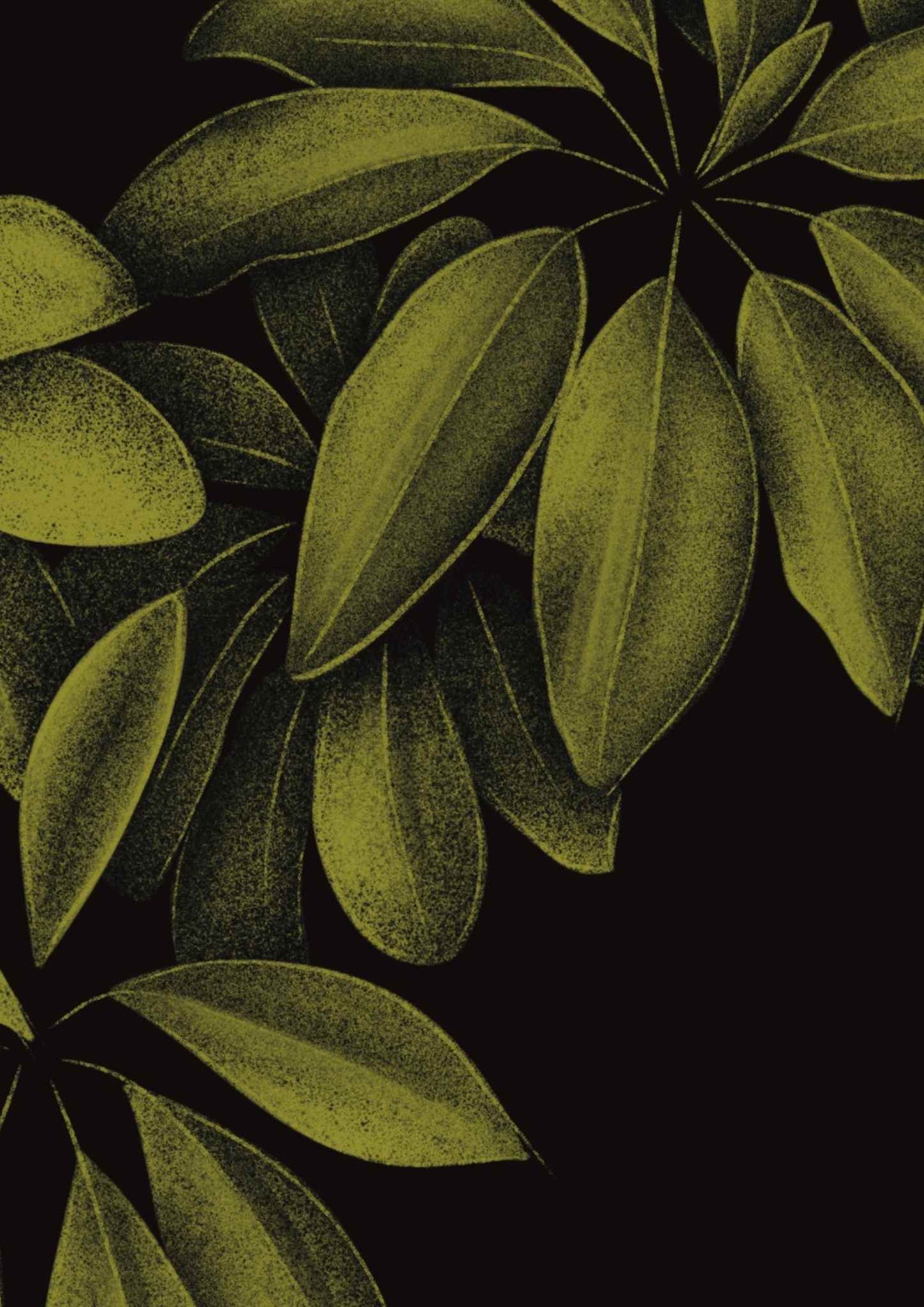 Schefflera 'Arboricola' Plant Bundle