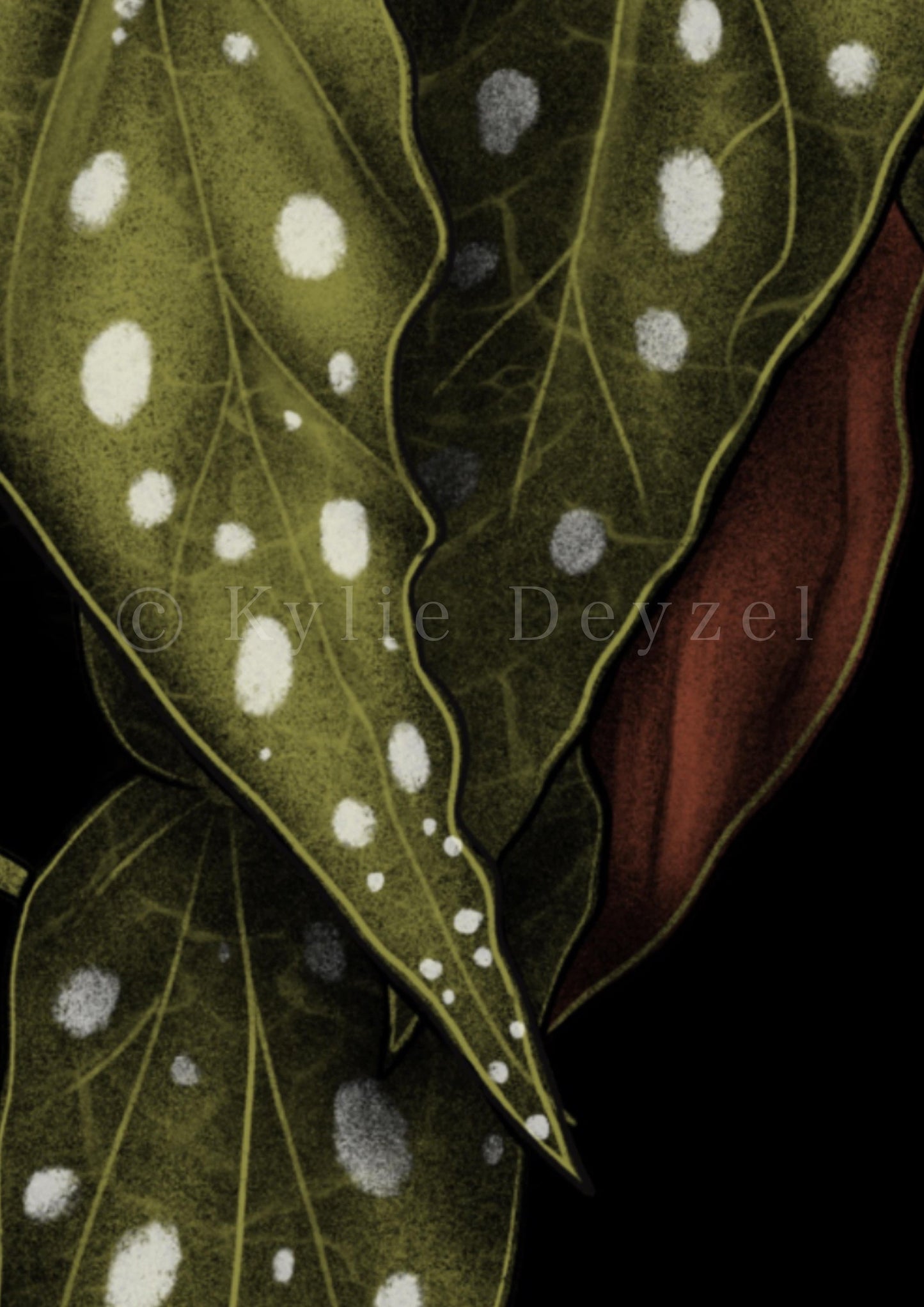 Begonia Maculata