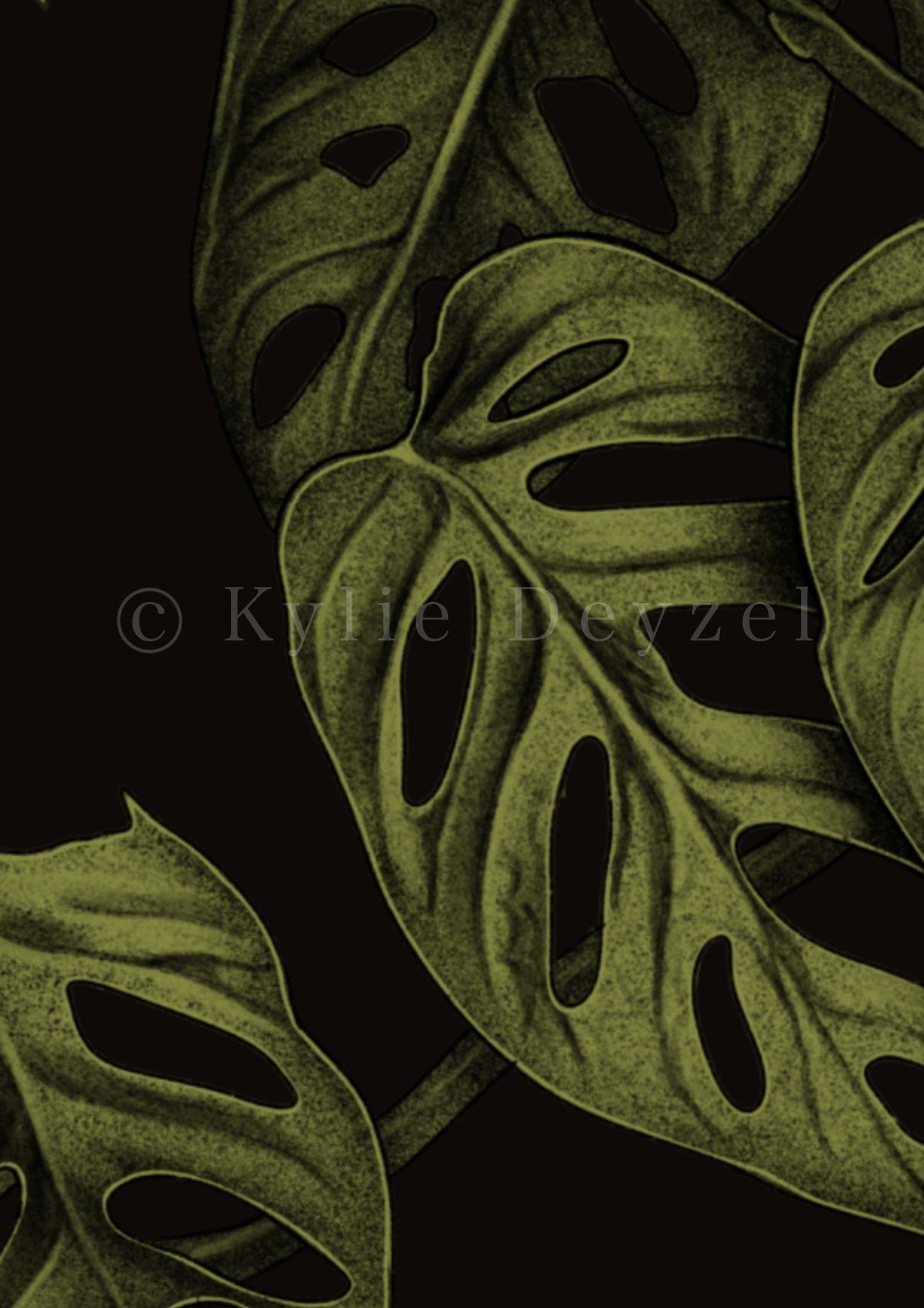 Monstera Adansonii