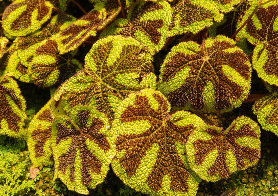 Begonia Masoniana (Iron Cross Begonia): A Plant That Feels Like It Has Been Whispering a Story the Whole Time