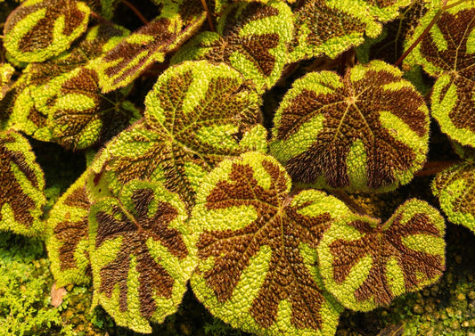 Begonia Masoniana (Iron Cross Begonia): A Plant That Feels Like It Has Been Whispering a Story the Whole Time