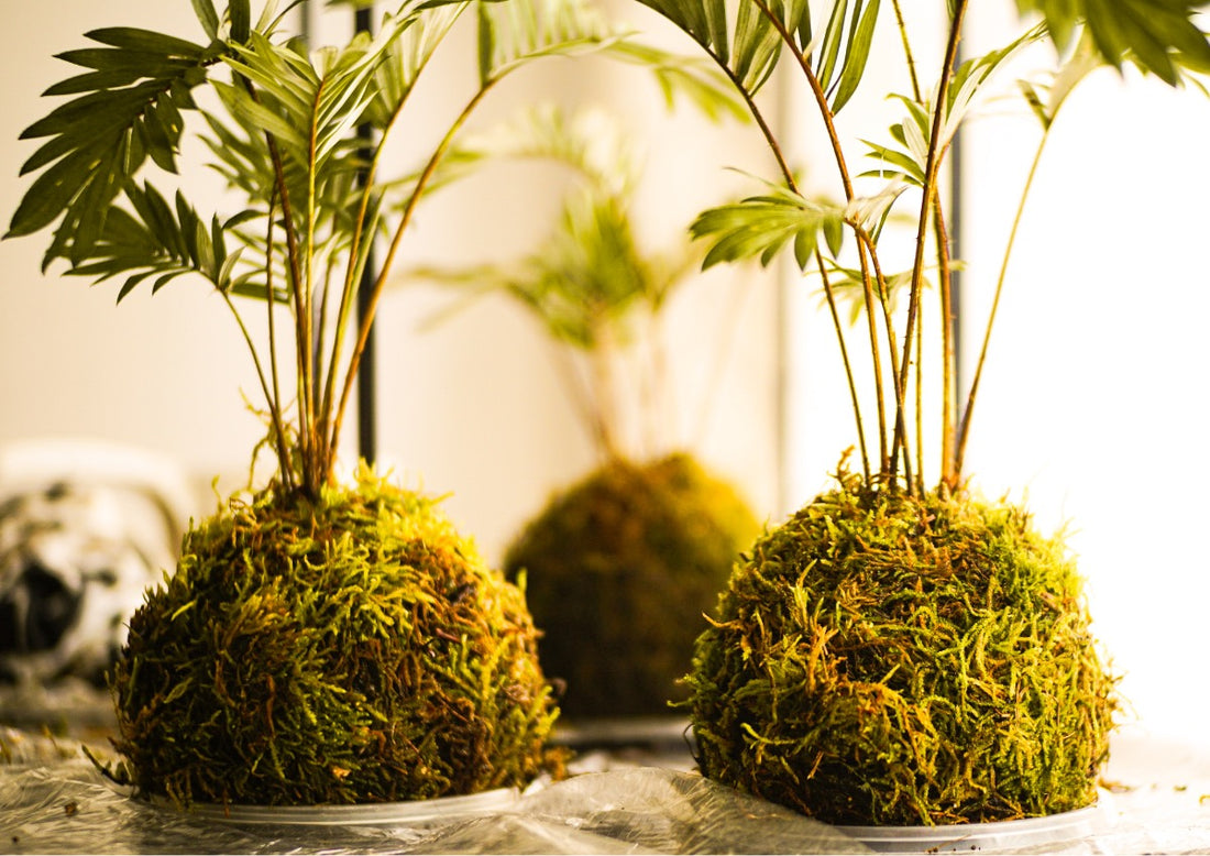 Kokedama: The Art Of Growing Plants In Moss