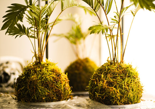 Kokedama: The Art Of Growing Plants In Moss