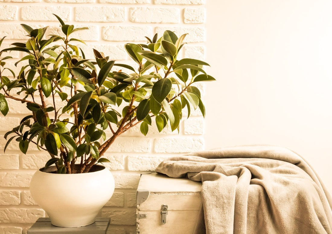 ficus elastica rubber tree