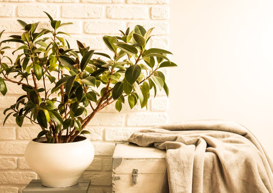 ficus elastica rubber tree