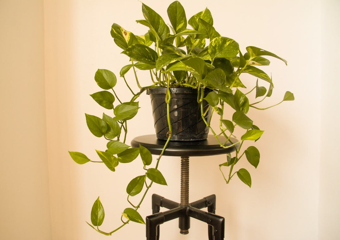 Pothos: Common, Underrated, and Completely Stunning