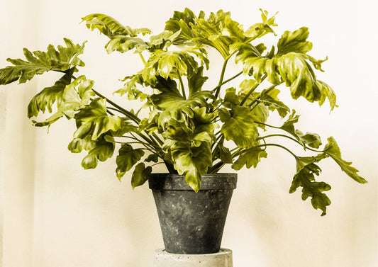 philodendron selloum split leaf
