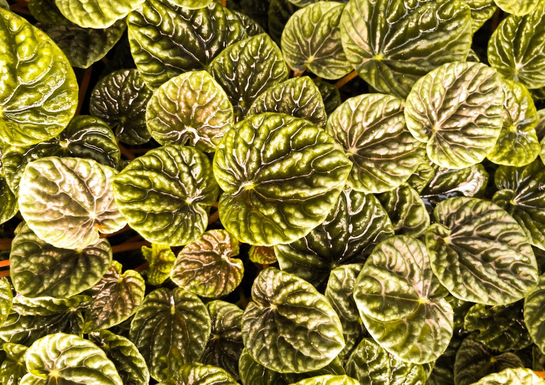 peperomia caperata