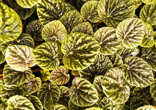 peperomia caperata