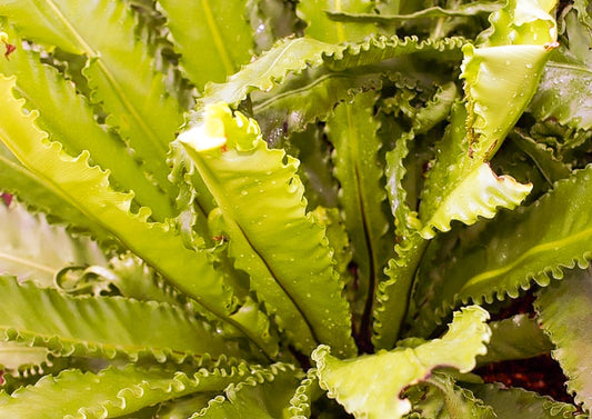 asplenium nidus osaka birds nest fern