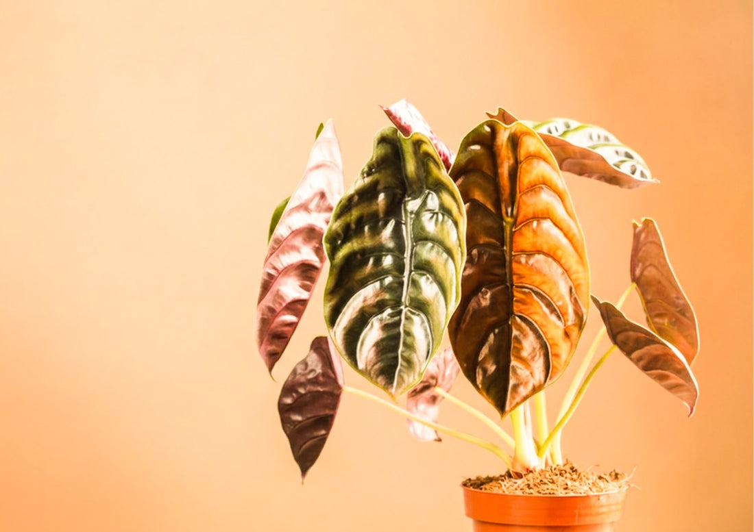 alocasia cuprea red secret