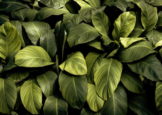 Spathiphyllum Sensation