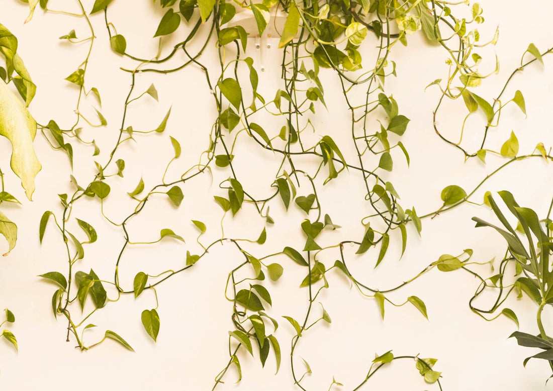 The Best Vining Houseplants