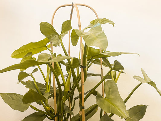 Philodendron Hastatum: The Ultimate Guide to Growing and Caring for It
