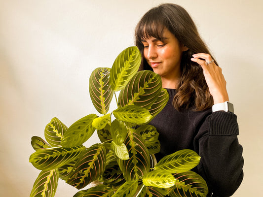 Prayer Plants: Everything You Need to Know About Caring for and Styling Them