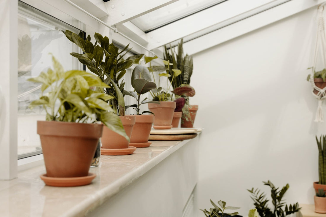 The Best Rooms for Your Indoor Plants