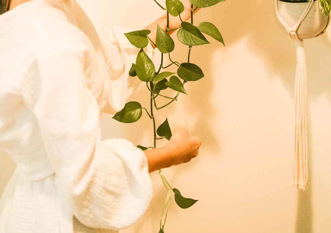 Philodendron Hederaceum: The Plant That Grows With You