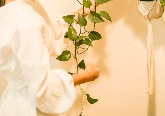 Philodendron Hederaceum: The Plant That Grows With You