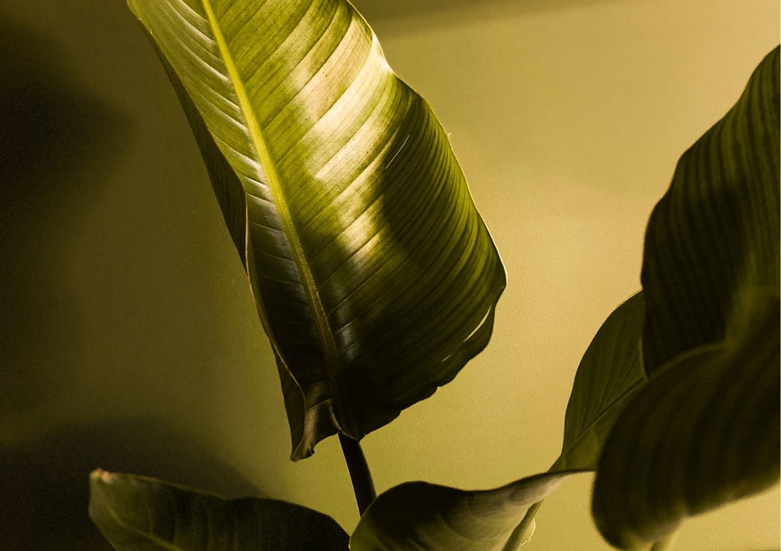 Bird of Paradise Care Guide: How to Grow & Style Strelitzia Indoors