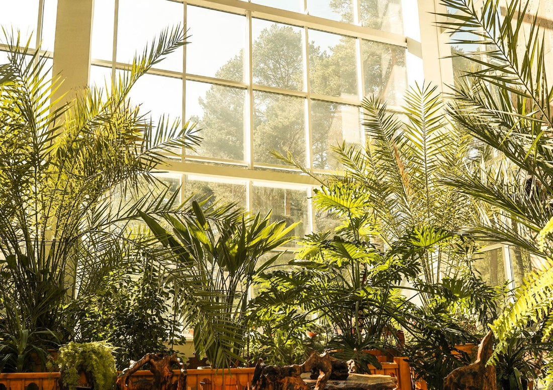 Best Large Indoor Plants: The Best Green Giants for Your Space