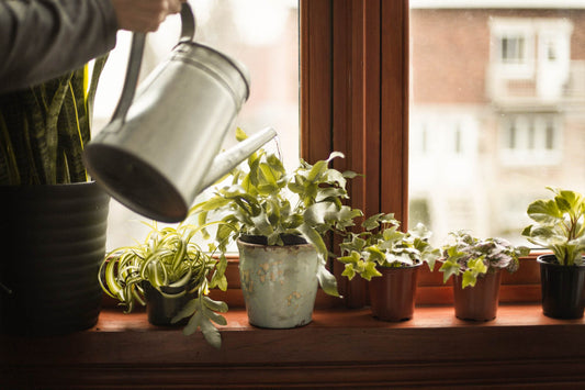 Winter Plant Care for Indoor Plants