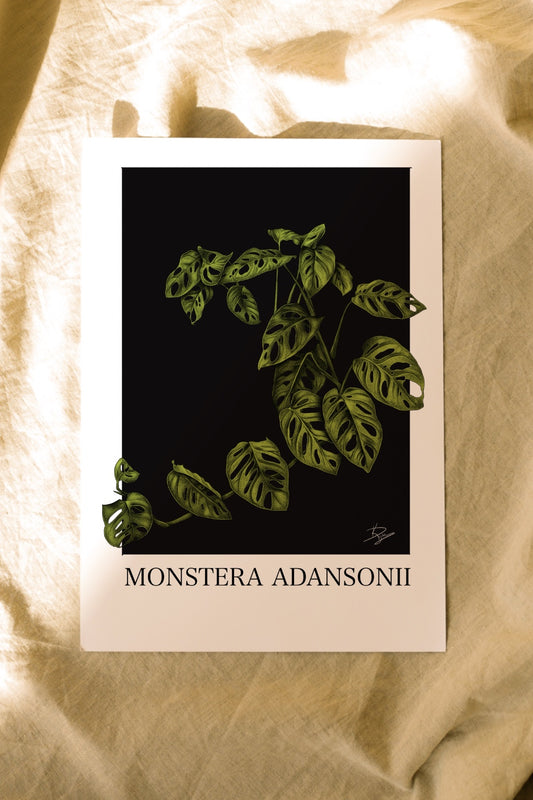 Monstera adansonii