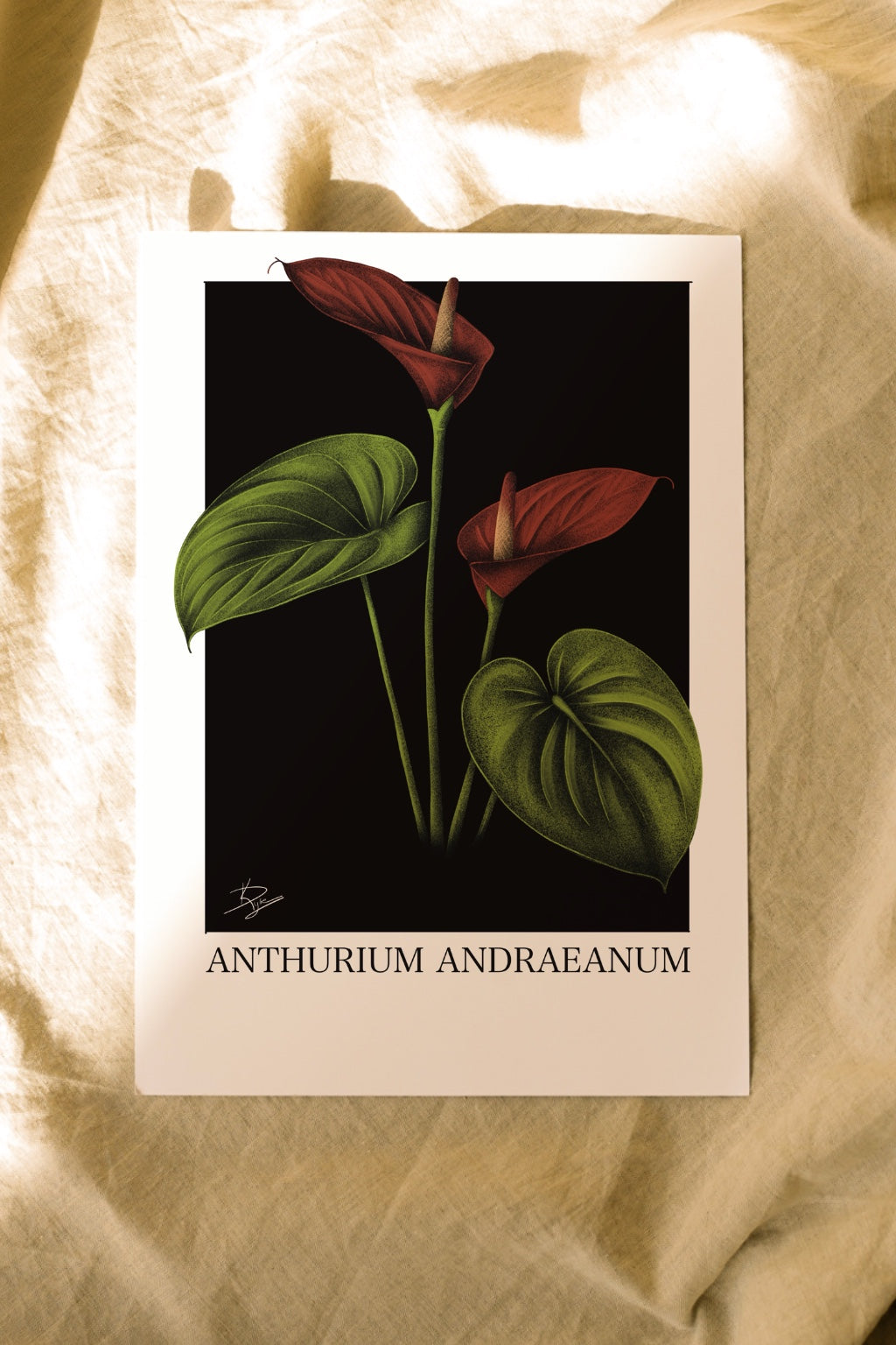 Anthurium andraeanum