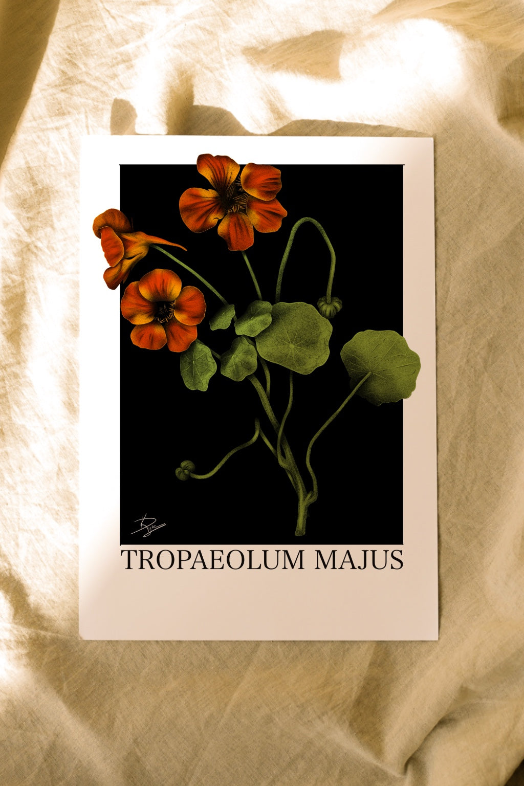 Tropaeolum majus