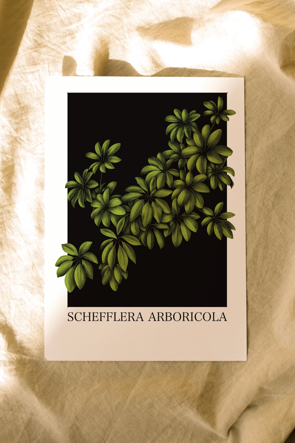 Schefflera arboricola