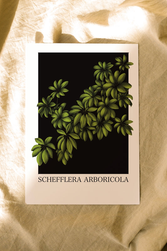 Schefflera arboricola
