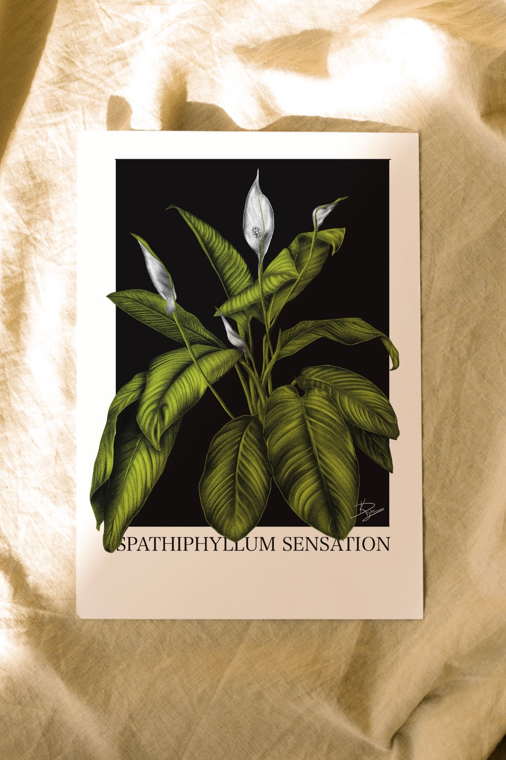 Spathiphyllum 'Sensation'