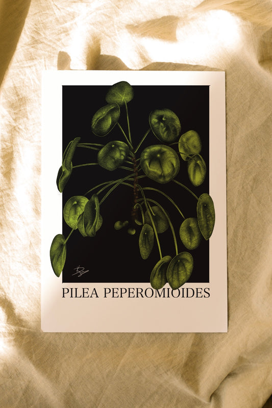Pilea peperomioides