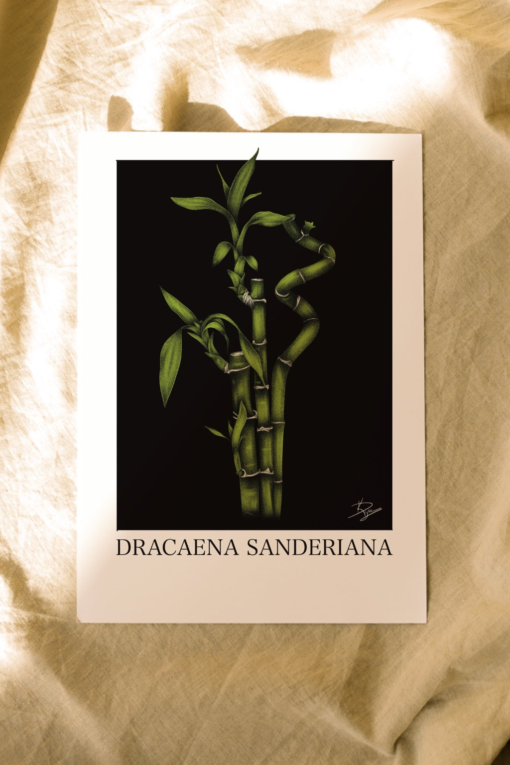 Dracaena sanderiana